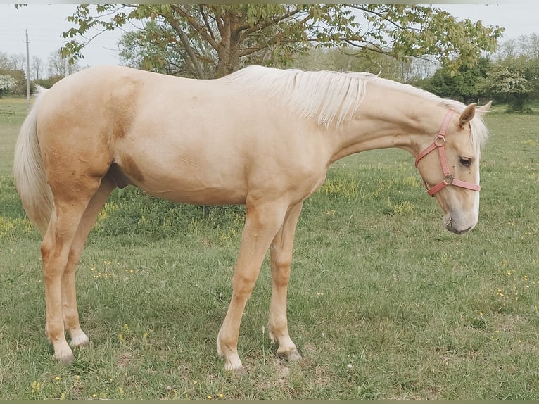 Ungarisches Sportpferd Wallach Fohlen (01/2026) 157 cm Palomino in Marcali