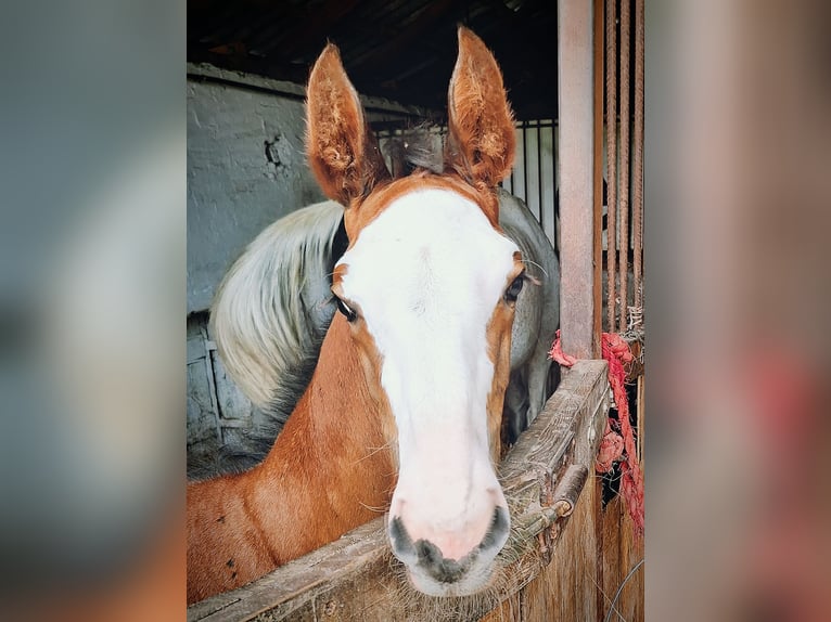 Ungersk sporthäst Hingst 1 år 145 cm Brun in Komárom, Koppánymonostor