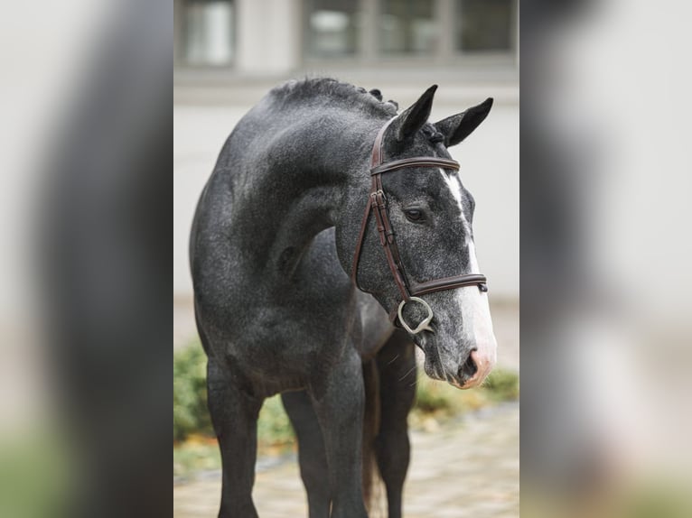 Ungersk sporthäst Hingst 3 år 170 cm Grå in Debrecen