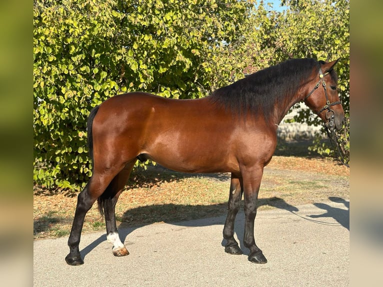 Ungersk sporthäst Blandning Hingst 5 år 153 cm Brun in Somogyszentpál