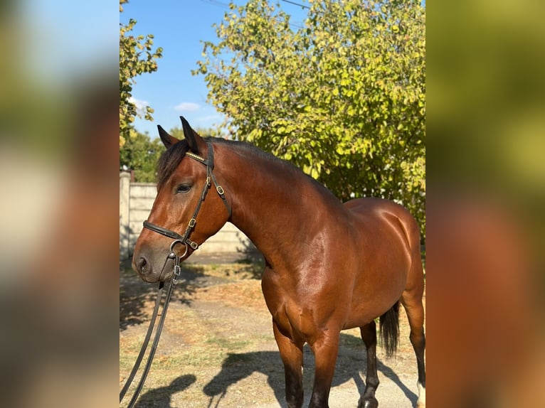 Ungersk sporthäst Blandning Hingst 5 år 153 cm Brun in Somogyszentpál