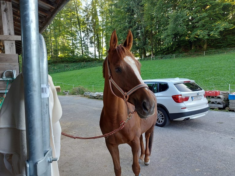 Ungersk sporthäst Sto 10 år 160 cm fux in St Wolfgang