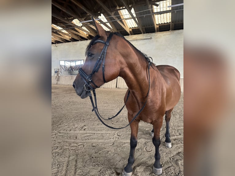 Ungersk sporthäst Blandning Sto 10 år 162 cm Brun in Pöllau