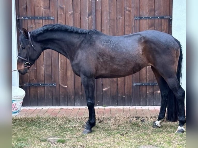 Ungersk sporthäst Blandning Sto 11 år 178 cm Mörkbrun in Győr