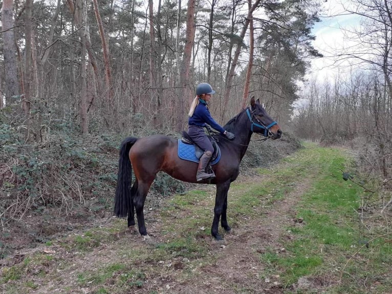 Ungersk sporthäst Blandning Sto 11 år 178 cm Mörkbrun in Győr