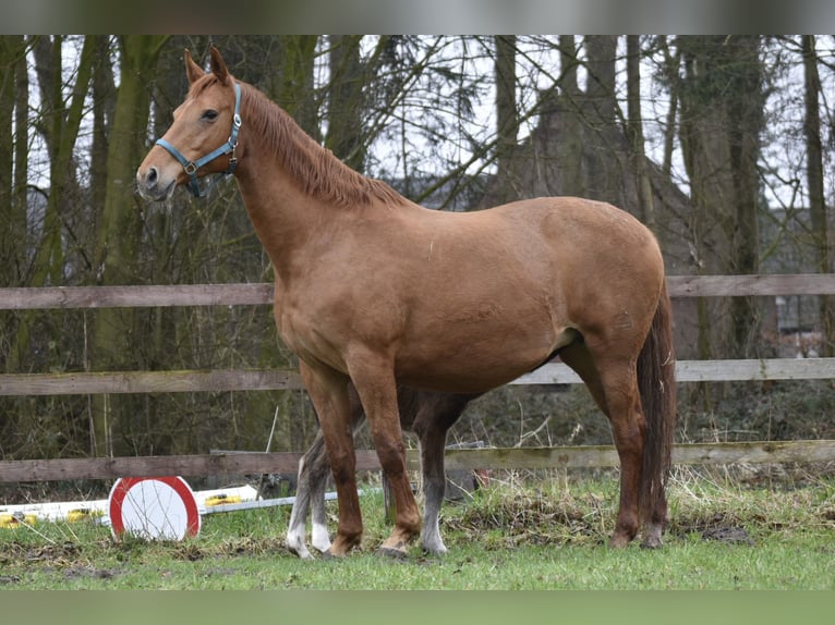 Ungersk sporthäst Sto 12 år 166 cm fux in Legden
