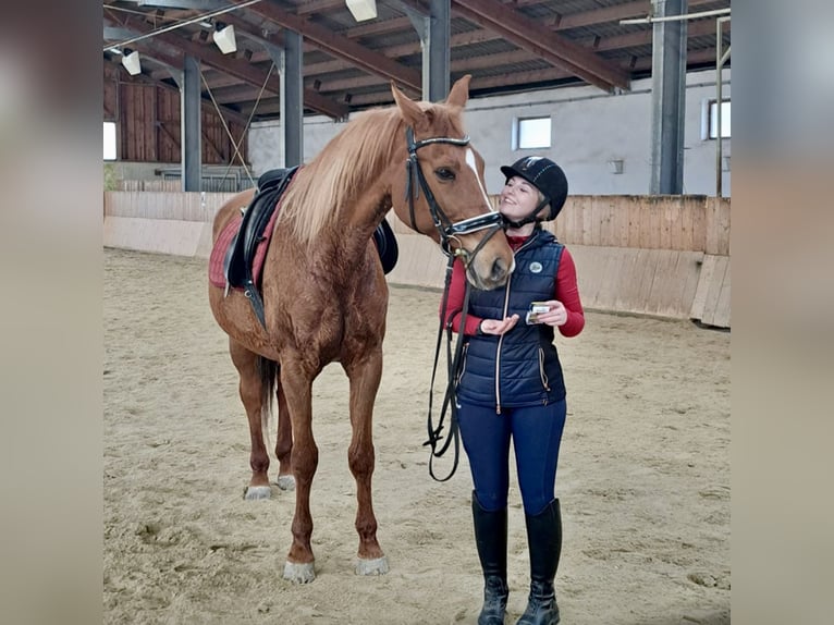 Ungersk sporthäst Sto 17 år 164 cm fux in Pelmberg