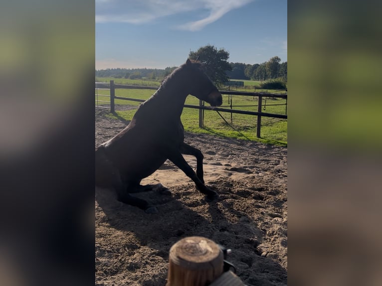 Ungersk sporthäst Blandning Sto 18 år 163 cm Brun in Hude (Oldenburg)