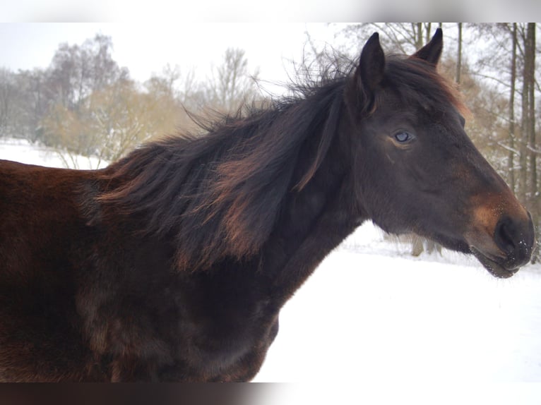 Ungersk sporthäst Blandning Sto 2 år 144 cm Mörkbrun in Großalmerode