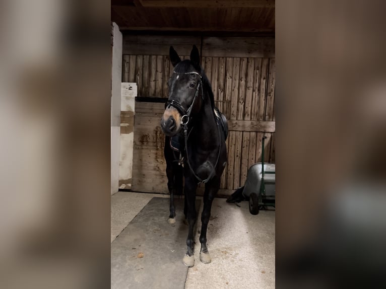 Ungersk sporthäst Sto 4 år 165 cm Svart in Perg