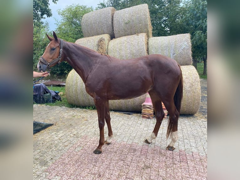 Ungersk sporthäst Sto 4 år 167 cm Ljusbrun in Köröstarcsa