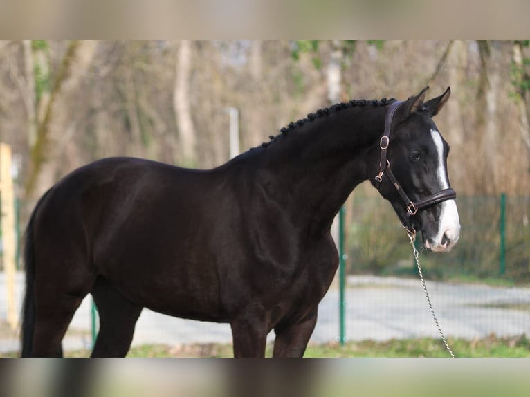 Ungersk sporthäst Sto 4 år 170 cm Rökfärgad svart in Wiener Neustad