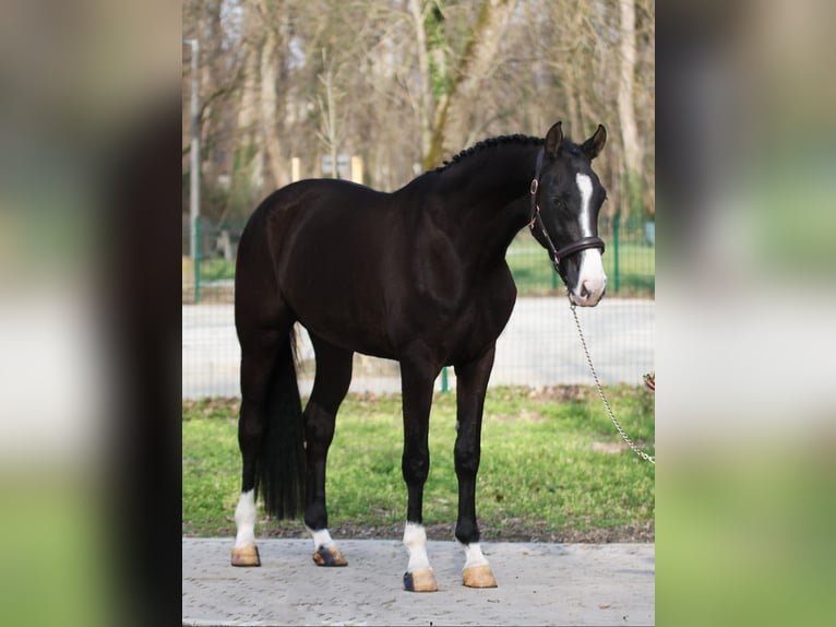 Ungersk sporthäst Sto 4 år 170 cm Rökfärgad svart in Wiener Neustad