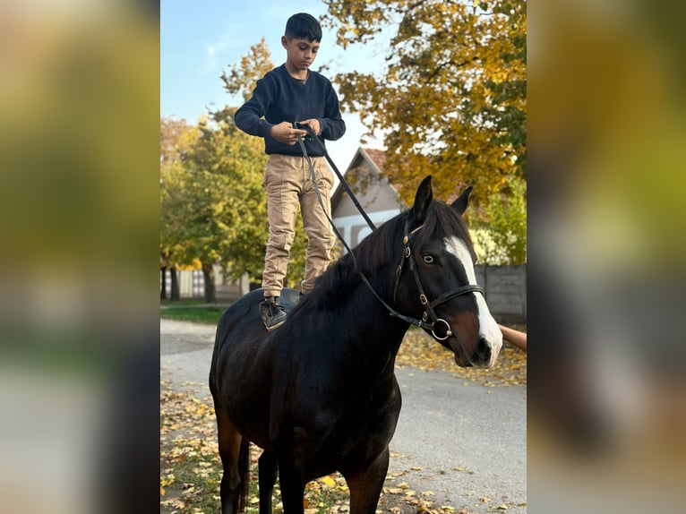 Ungersk sporthäst Blandning Sto 5 år 145 cm Svart in Hu