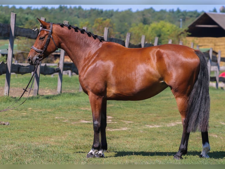 Ungersk sporthäst Sto 5 år 158 cm Brun in Gönyű
