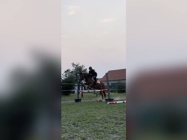 Ungersk sporthäst Blandning Sto 8 år 155 cm fux in Bismark (Altmark)