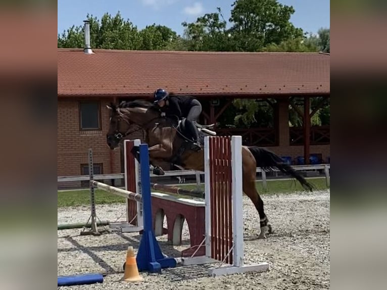 Ungersk sporthäst Sto 8 år 160 cm Brun in Kecskemét