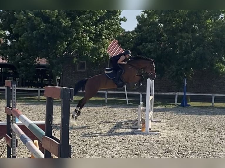 Ungersk sporthäst Sto 8 år 160 cm Brun in Kecskemét