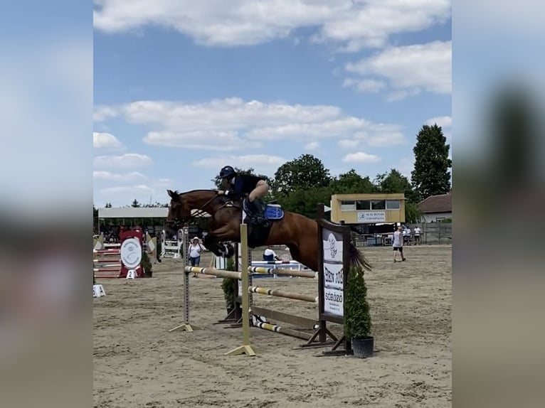 Ungersk sporthäst Sto 8 år 160 cm Brun in Kecskemét