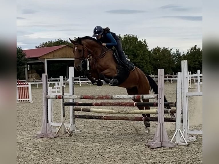 Ungersk sporthäst Sto 8 år 160 cm Brun in Kecskemét