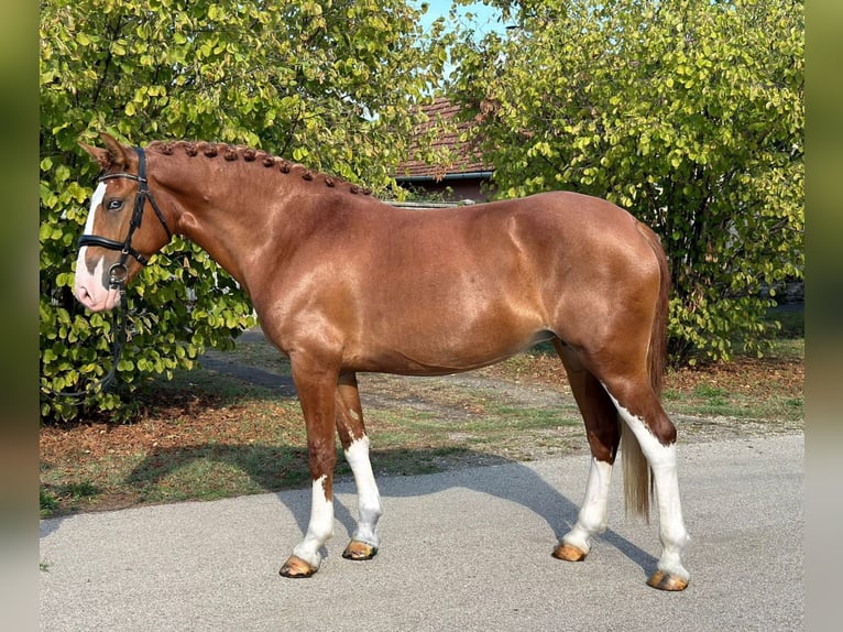 Ungersk sporthäst Blandning Sto 8 år 160 cm in Matzersdorf