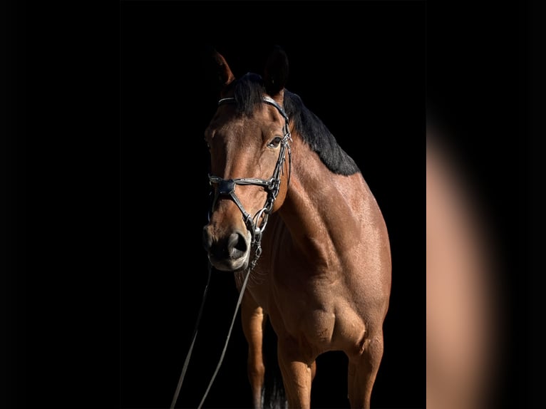 Ungersk sporthäst Blandning Sto 8 år 164 cm Brun in Baja