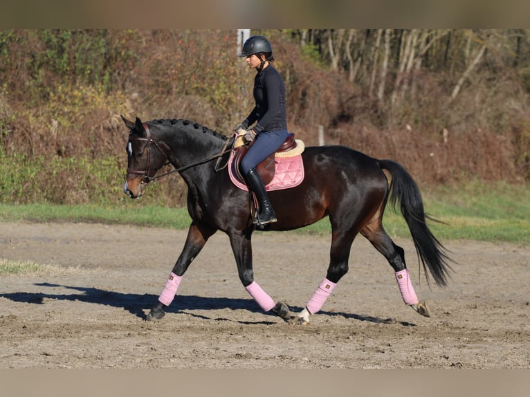 Ungersk sporthäst Sto 8 år 170 cm Mörkbrun in Bag