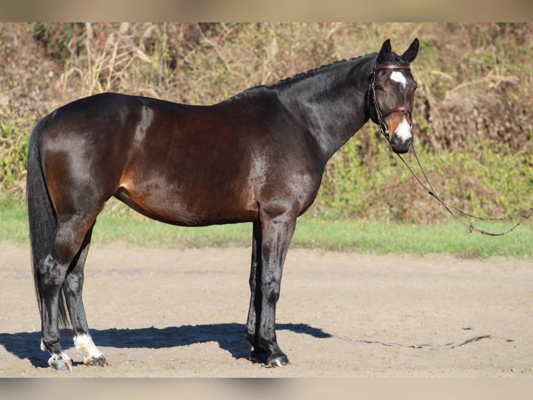 Ungersk sporthäst Sto 8 år 170 cm Mörkbrun in Bag