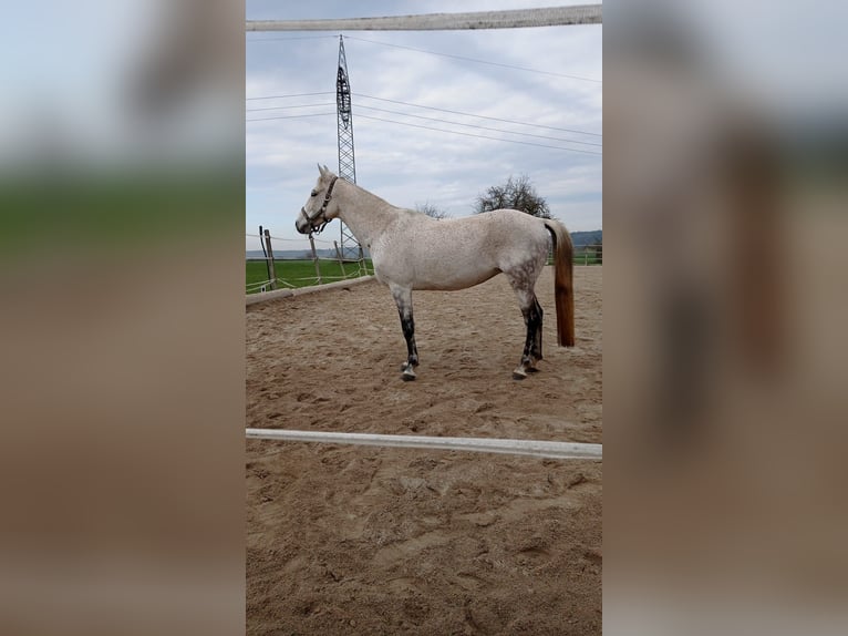 Ungersk sporthäst Blandning Sto 9 år 150 cm in Eichstätt