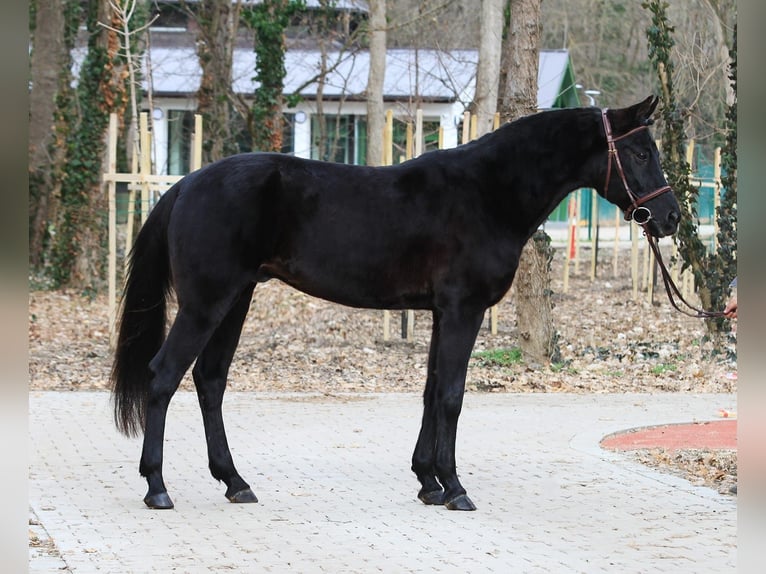 Ungersk sporthäst Valack 10 år 160 cm Rökfärgad svart in Neuestadt