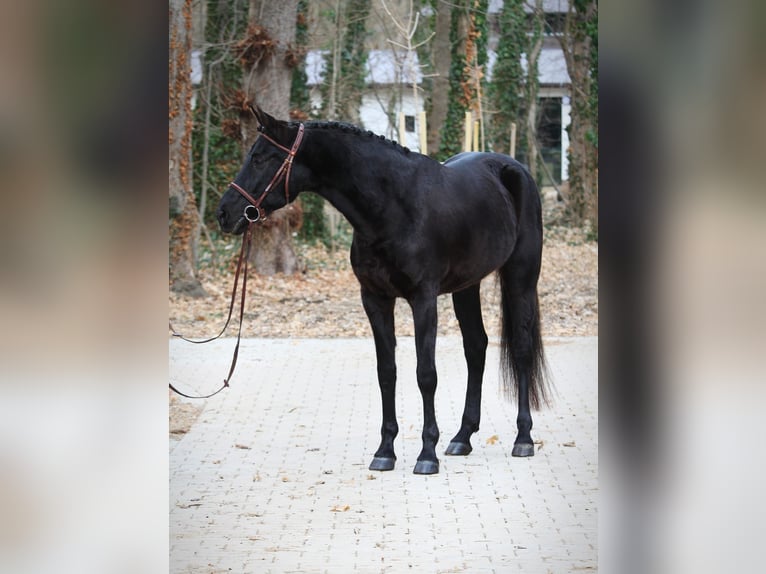 Ungersk sporthäst Valack 10 år 160 cm Rökfärgad svart in Neuestadt
