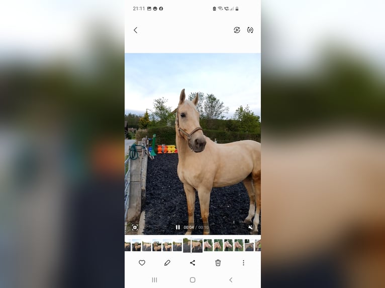 Ungersk sporthäst Valack 13 år 180 cm Cremello in Esslingen