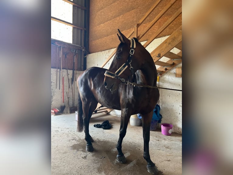 Ungersk sporthäst Valack 14 år 170 cm Brun in Amstetten