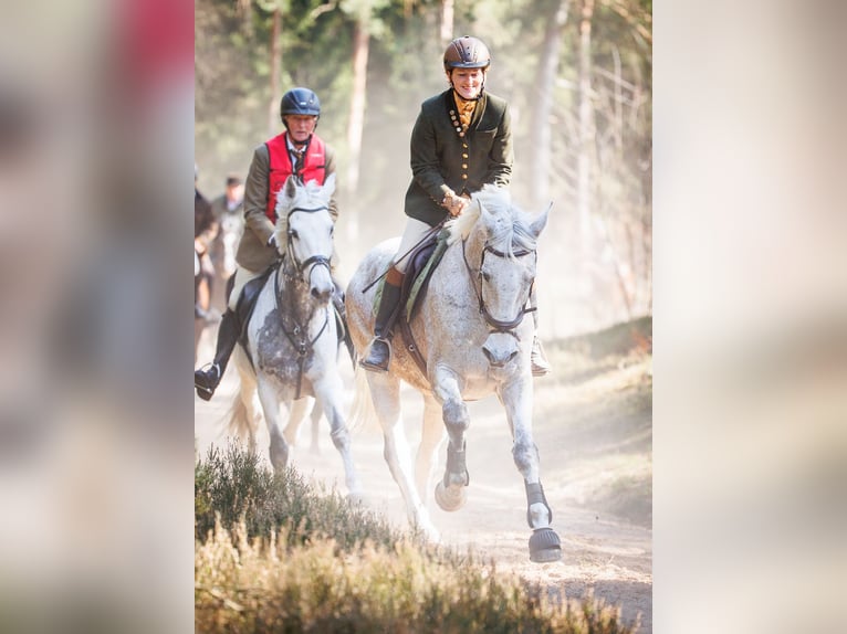 Ungersk sporthäst Valack 16 år 169 cm Grå in Goslar Hahndorf