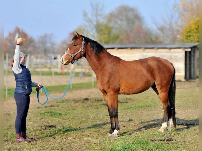 Ungersk sporthäst Valack 3 år 155 cm Brun in Schattendorf