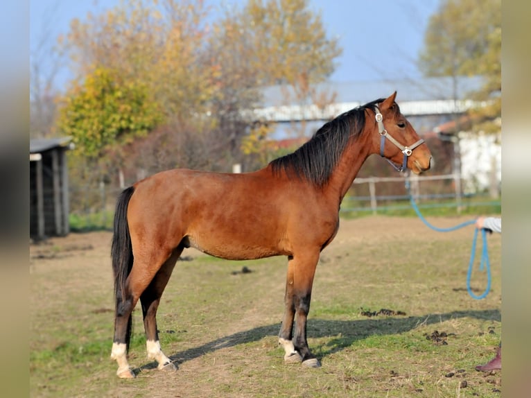 Ungersk sporthäst Valack 3 år 155 cm Brun in Schattendorf