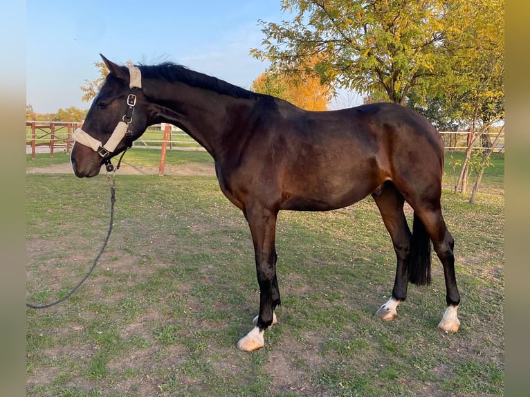 Ungersk sporthäst Valack 3 år 160 cm Brun in Tass