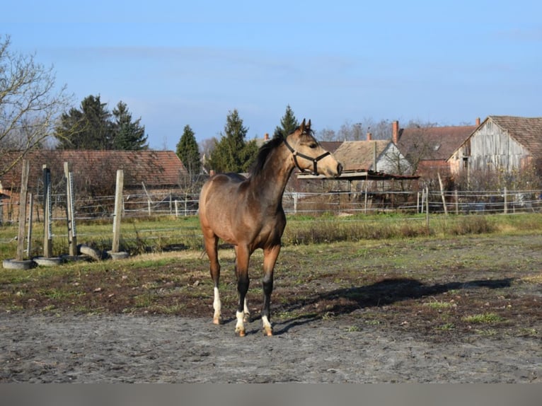 Ungersk sporthäst Valack 3 år 162 cm Gulbrun in Marcali