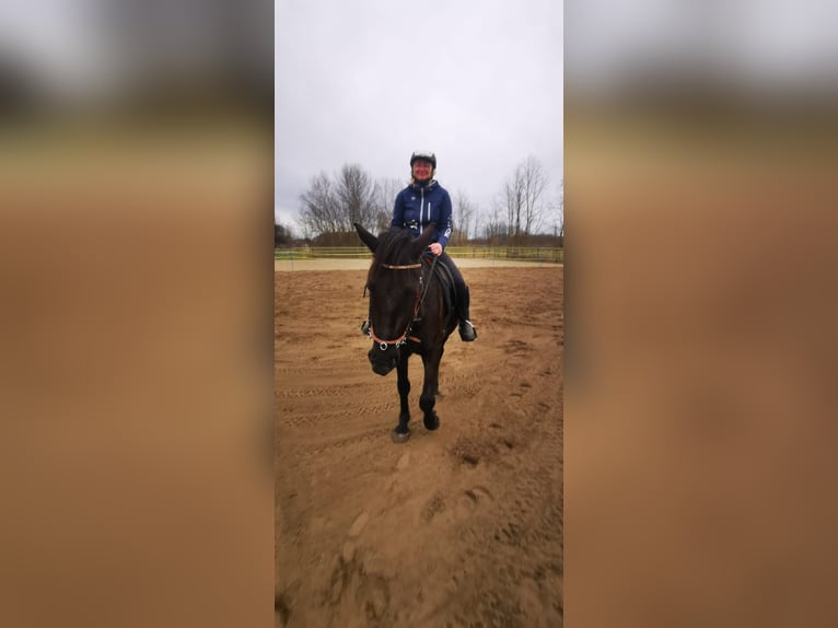Ungersk sporthäst Valack 4 år 155 cm Rökfärgad svart in Bad ischl