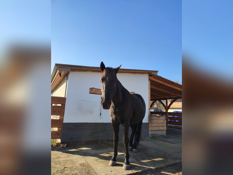 Ungersk sporthäst Valack 4 år 155 cm Rökfärgad svart in Bad ischl