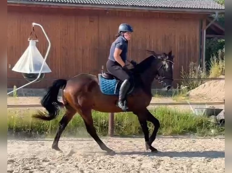 Ungersk sporthäst Valack 4 år 160 cm Brun in Wald