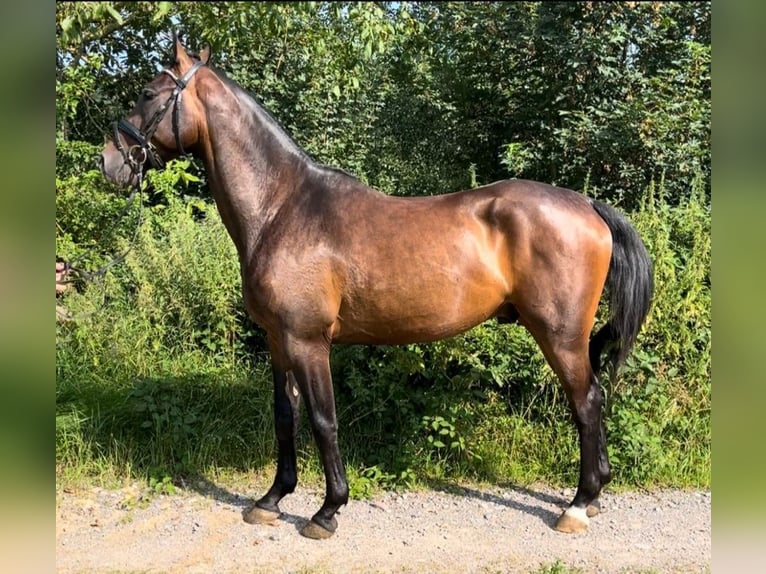 Ungersk sporthäst Valack 4 år 160 cm Brun in Wald