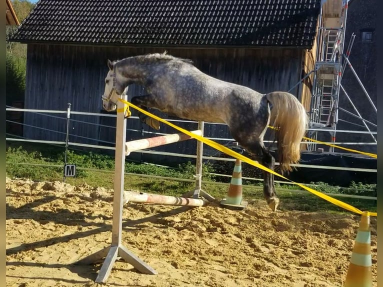 Ungersk sporthäst Valack 5 år 155 cm Grå in Horb am Neckar