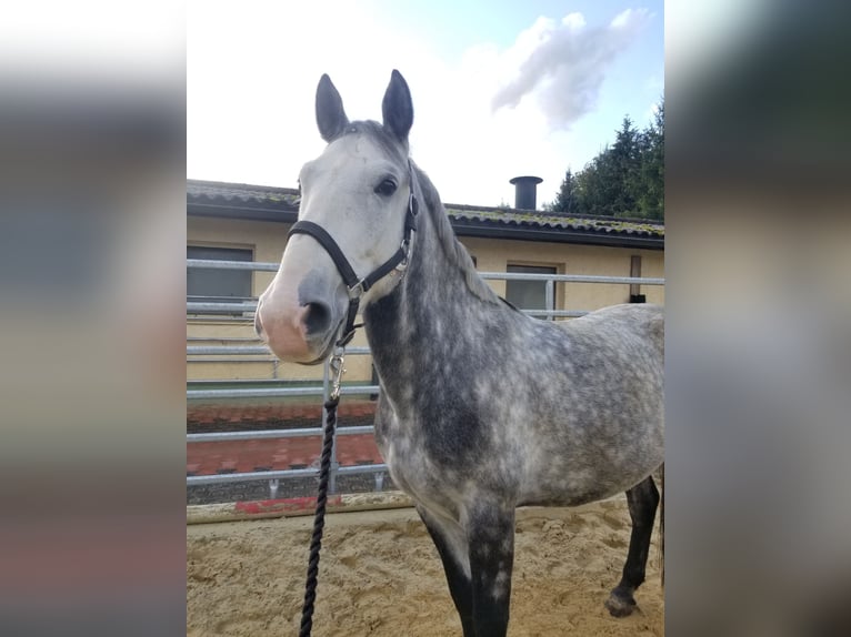 Ungersk sporthäst Valack 5 år 155 cm Grå in Horb am Neckar