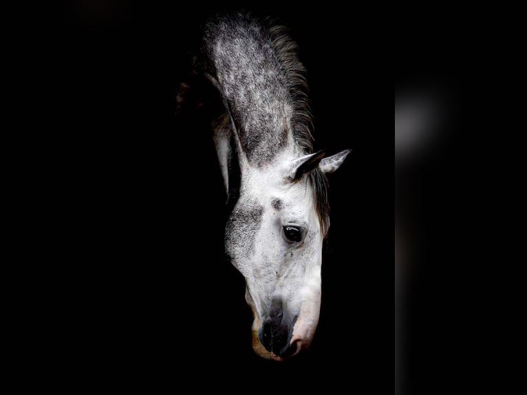 Ungersk sporthäst Valack 5 år 155 cm Grå in Horb am Neckar