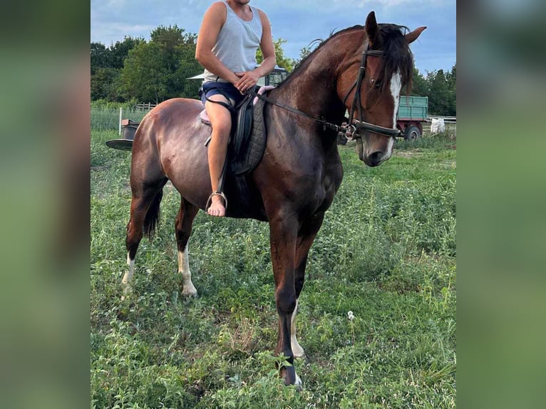 Ungersk sporthäst Blandning Valack 5 år 160 cm Brun in Tass