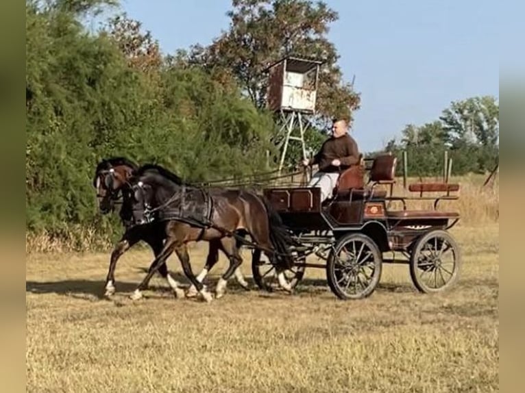 Ungersk sporthäst Valack 5 år 160 cm Brun in Tass