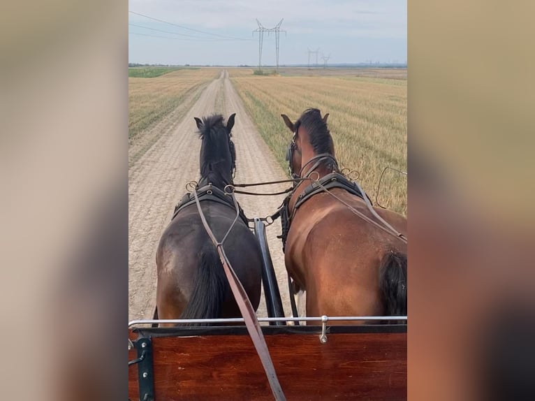 Ungersk sporthäst Valack 5 år 160 cm Brun in Tass