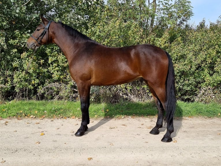 Ungersk sporthäst Blandning Valack 5 år 162 cm Brun in Békés