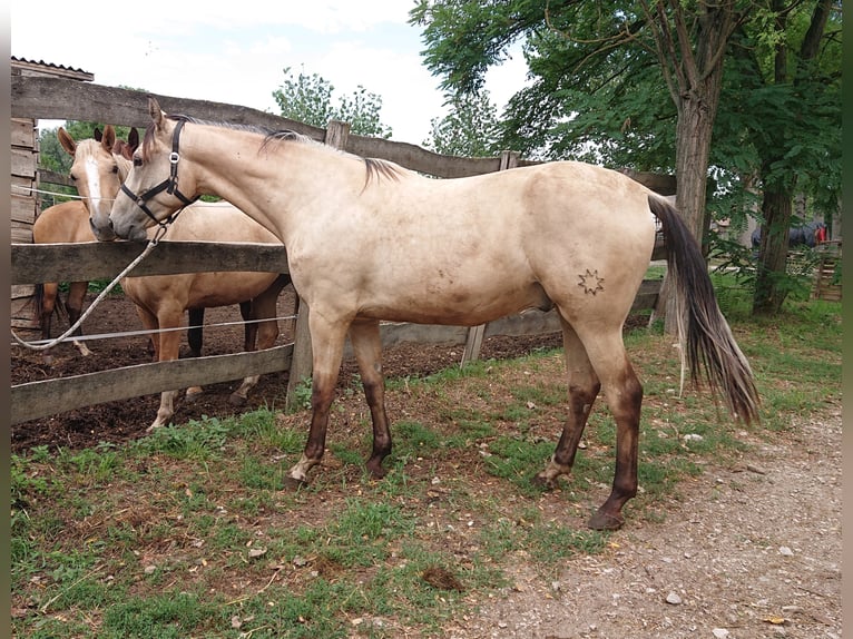 Ungersk sporthäst Valack 5 år 165 cm Gulbrun in Marcali